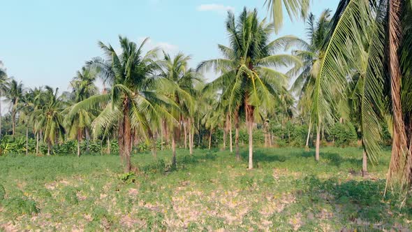 Camera Shoots Long Palm Tree Leaves with Ripe Coconuts