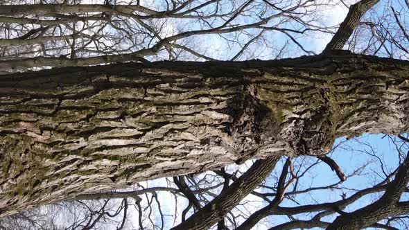 Vertical Video of the Forest with Trees Without Leaves Slow Motion