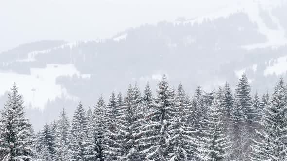 Panorama From Above of Snow Covered Forest Trees and Mountain