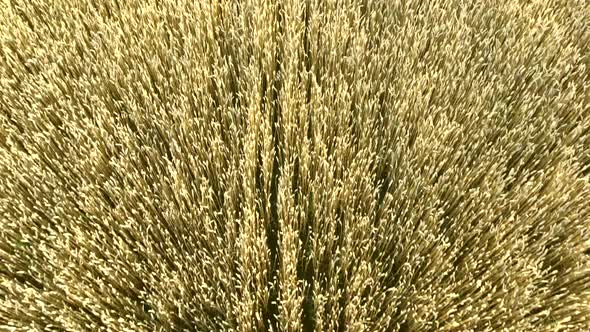 Flying Over Field of Yellow Ripe Wheat During Dawn Sunset