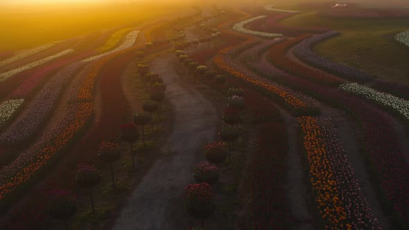 Scenic View Above Flower Field in Sunset Light