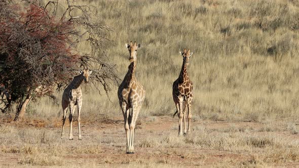 Giraffes Walking In Natural Habitat