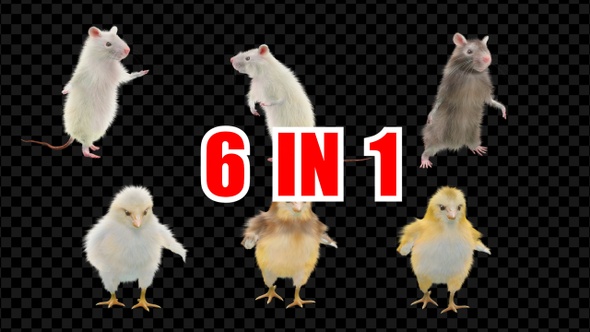 Chick Rat Dancing 6 Pack