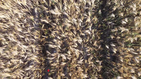 Aerial View on Ripe Wheat Field in Countryside