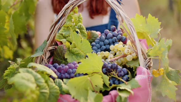 Girl Shows Basket of Red Grapes