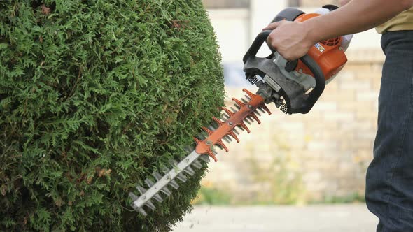 Gas hedge trimmer at work