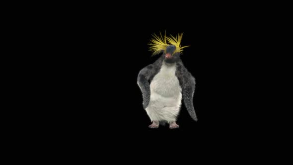 73 Penguin Dancing HD