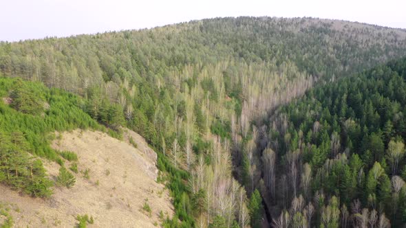 Spring forest aerial view