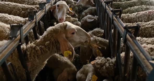 Sheeps on a Flock Farm