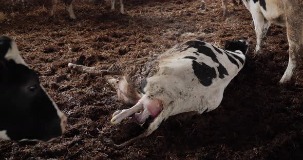 Exact Moment When A Cow Gives Birth To A Calf On A Dairy Farm. Breeding Cattle