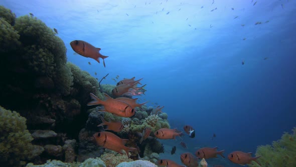 Underwater Scene Marine Life