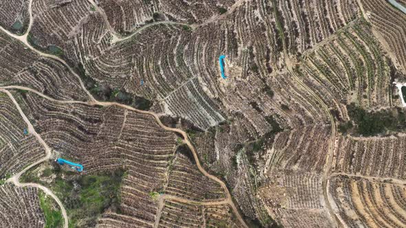 Dry Banana Plantations Aerial View 4 K