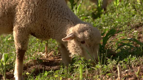 Lamb Eats Grass