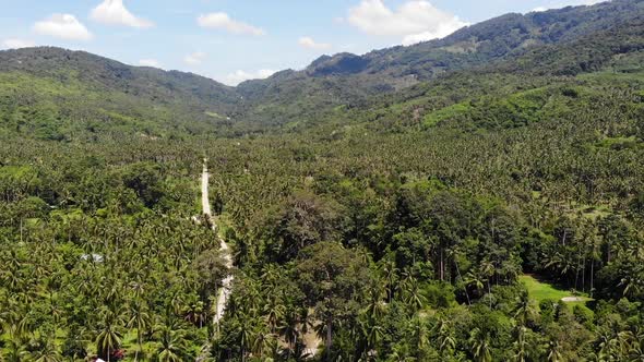 Path Through Coconut Plantation. Road Going Through Coconut Palms on Sunny Day on Koh Samui Island