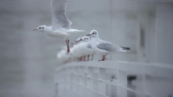 Close up of a white seagull flying away