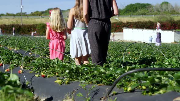 Girls walking together in the strawberry farm 4k