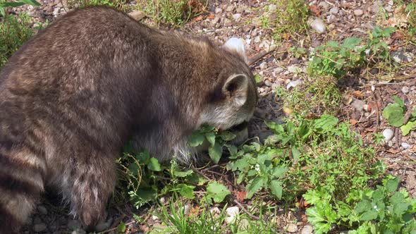 Close up potrait of raccoon eating in wilderness during sunny day.