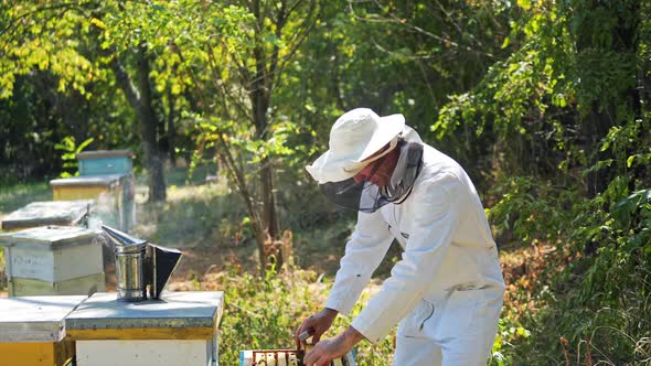 Beekeeper holding a honeycomb. Beekeeper inspecting honeycomb frame at apiary