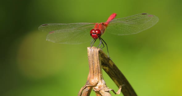 Scarlet Dragonfly Crocothemis Erythraea is a Species of Dragonfly in the Family Libellulidae