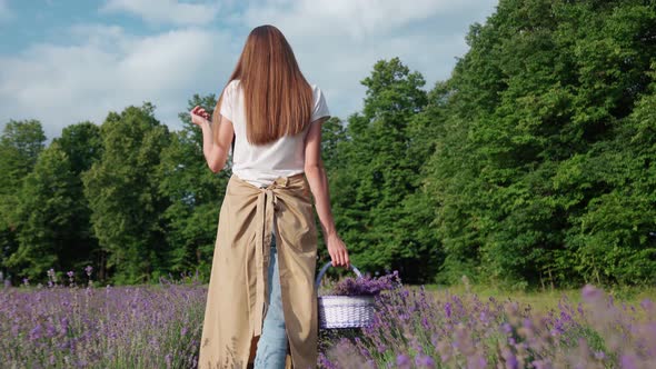 Unrecognizable Woman Walking with Basket Lavender Field