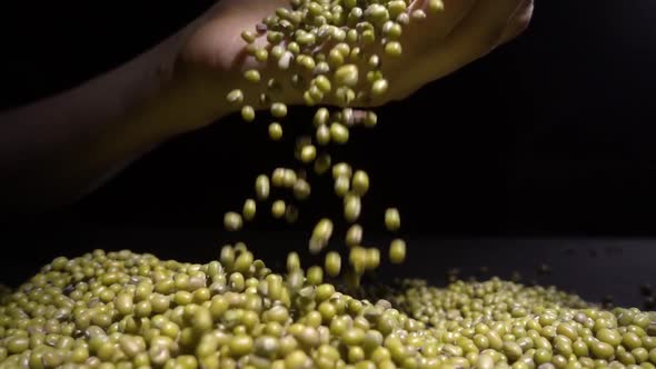 Unknown Woman Hands Holding Mung Beans or Green Beans