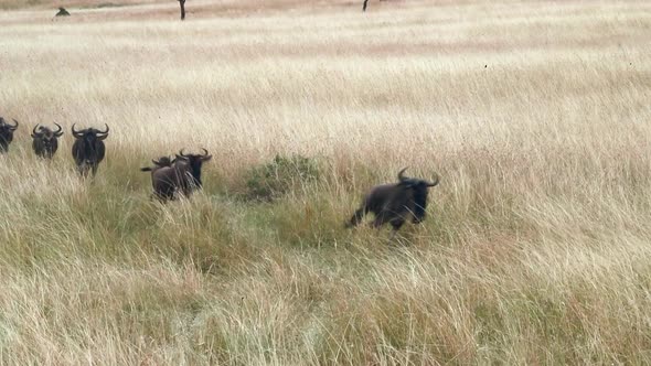 Wildebeest Running Through Kenya Grasslands