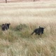 Wildebeest Running Through Kenya Grasslands - VideoHive Item for Sale