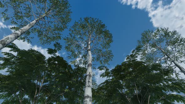 Sky Clouds And Forests 4K