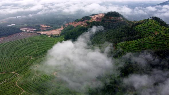 Aerial view low cloud at the hill plantation