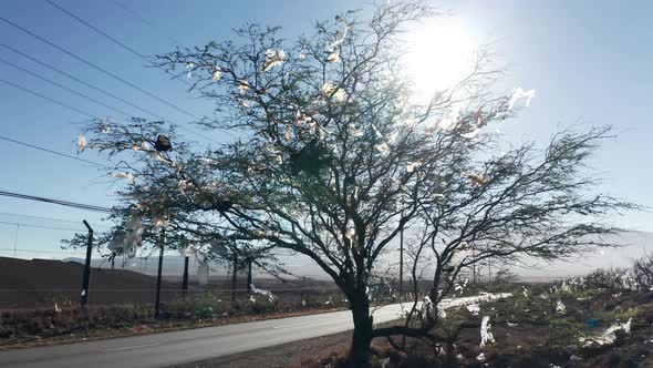 Green Tree Polluted By Human Waste From the Landfill