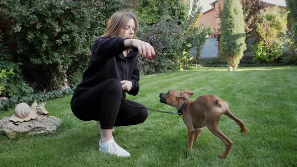 Woman Play with Her Dog on Green Backyard Active Puppy of German Boxer Jumping and Hunting for the