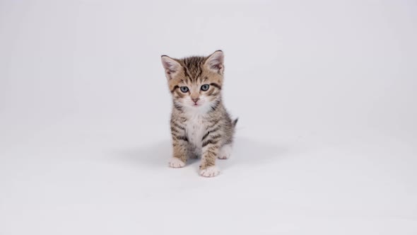 Little Striped Kitten Sits on White Studio Background and Looks Into the Camera