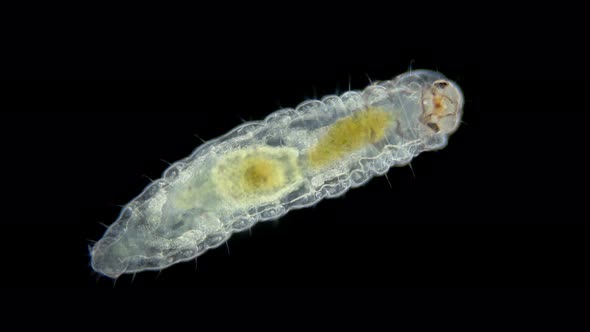 Larva of Water Moths Under a Microscope Order Lepidoptera Possibly Family Crambidae