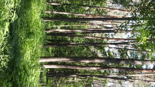 Vertical Video Aerial View Inside a Green Forest with Trees in Summer