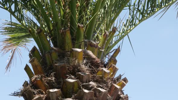 Against blue sky Arecaceae Palmae tropic plant branches  4K 2160p 30fps UHD footage - Green palm tre