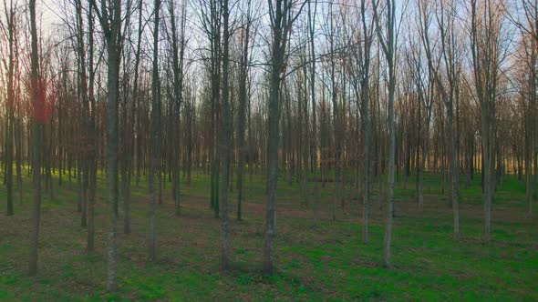 Forest at Sunset Sunlight