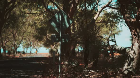 Outback Road with Dry Grass and Trees