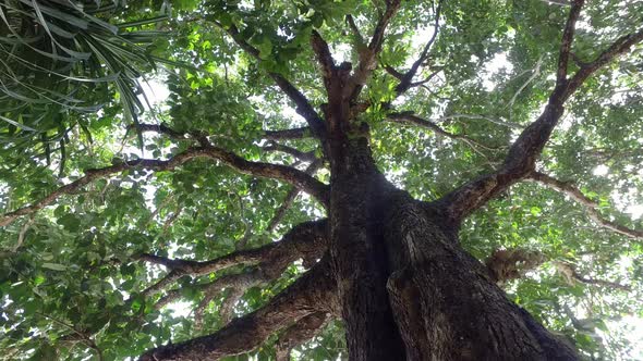 Rotational move towards a tree.