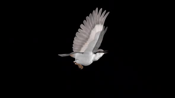 Forest Nuthatch - Flying Bird - Side View - Transparent Loop