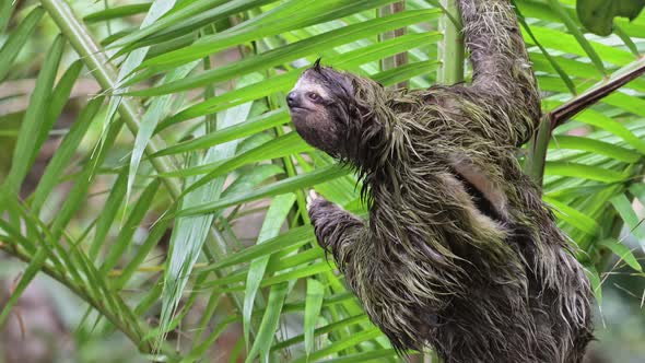 Costa Rica Sloth in Rainforest, Climbing a Tree, Brown Throated Three Toed Sloth (bradypus variegatu