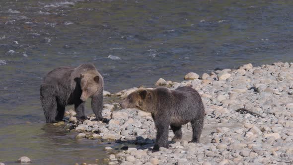 Grizzly Bears on Shore of Salmon River