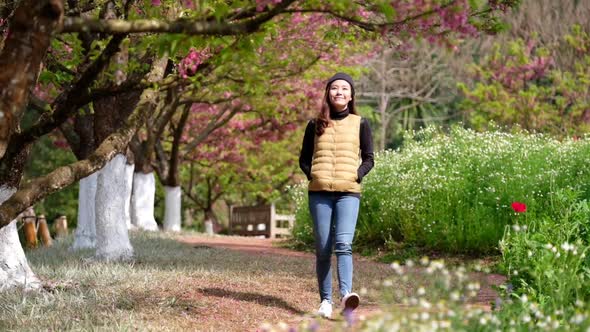 Slow motion of a young asian woman walking in pink cherry blossom flower garden