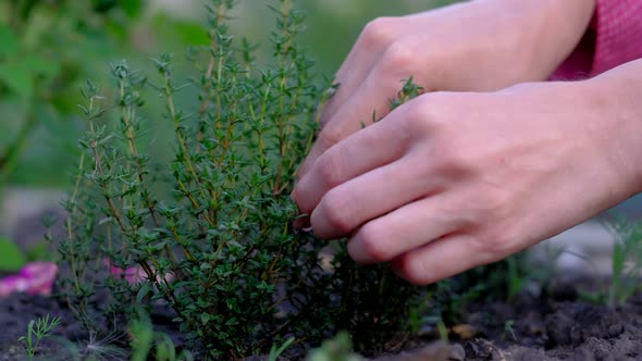 Woman Picking Fresh Rosemary on the Garden