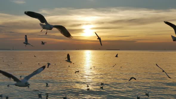 ฺBird Flying On Sunset