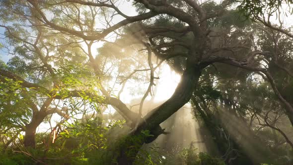 Footage Green Rain Forest Tree Brunches Sun Beams Coming Through the Fog