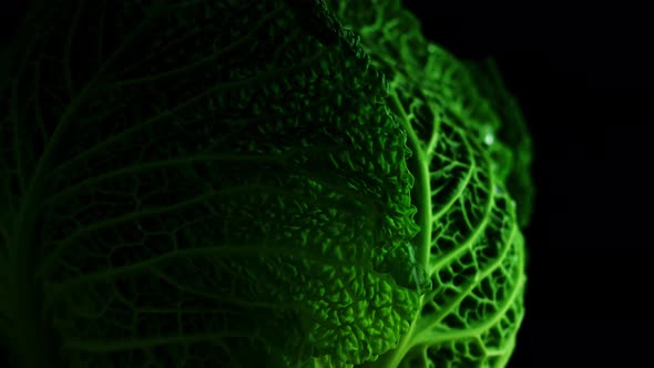 Green Cabbage with Beautiful Lines