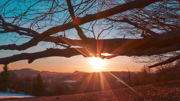 Sunset in the Spring Forest Landscape From Behind the Silhouettes of Beech Tree Branches