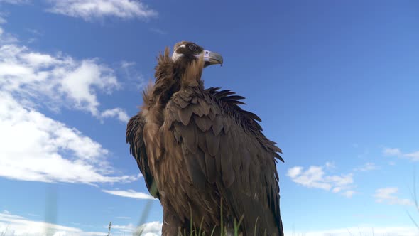 A Free Wild Cinereous Vulture Bird Body