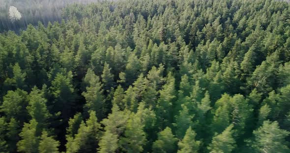 Flying Over Green Pine Forest and One White Mysterious Tree