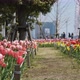 Tulips in the Odaiba Park - VideoHive Item for Sale